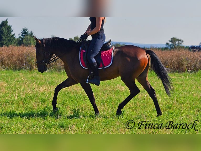 Andaluces Caballo castrado 4 años 150 cm Castaño in Wiebelsheim