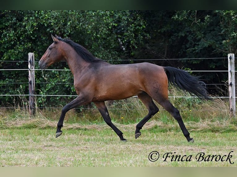 Andaluces Caballo castrado 4 años 150 cm Castaño in Wiebelsheim