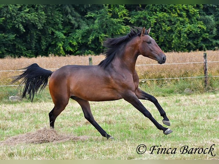 Andaluces Caballo castrado 4 años 150 cm Castaño in Wiebelsheim