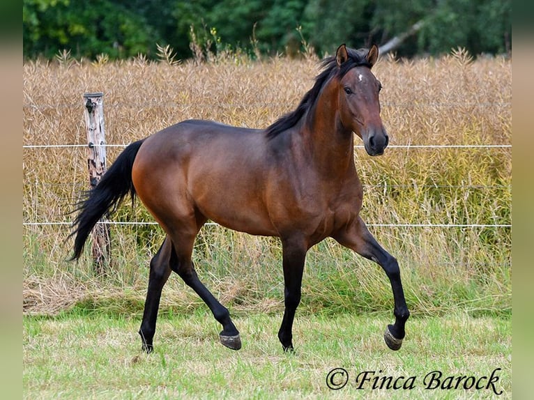 Andaluces Caballo castrado 4 años 150 cm Castaño in Wiebelsheim