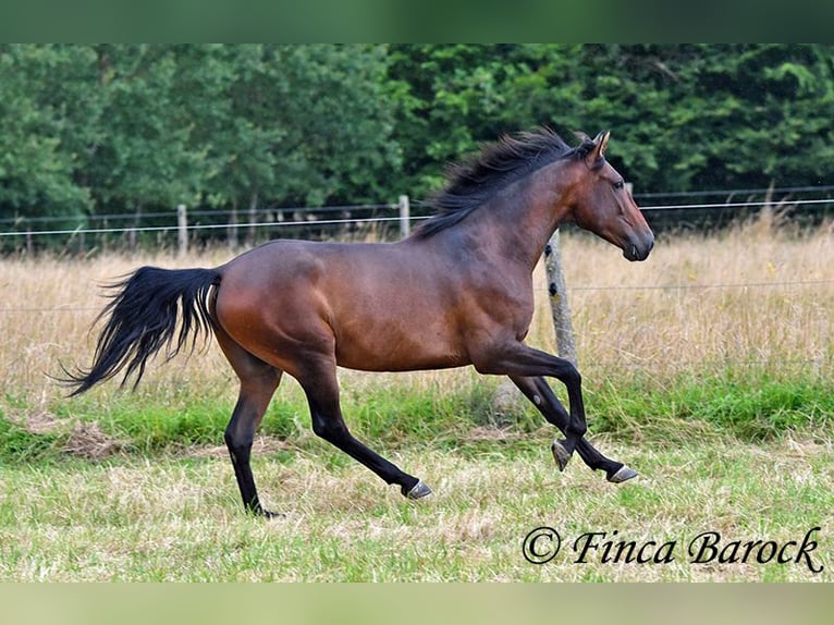 Andaluces Caballo castrado 4 años 150 cm Castaño in Wiebelsheim