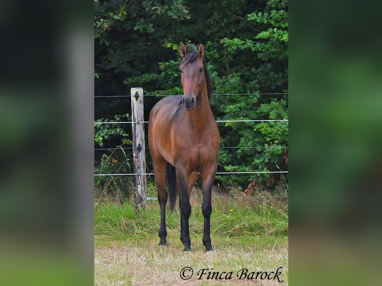 Andaluces Caballo castrado 4 años 150 cm Castaño in Wiebelsheim