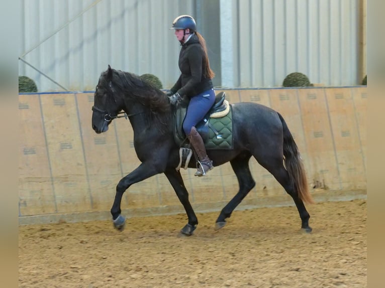 Andaluces Caballo castrado 4 años 150 cm Tordillo negro in Neustadt (Wied)