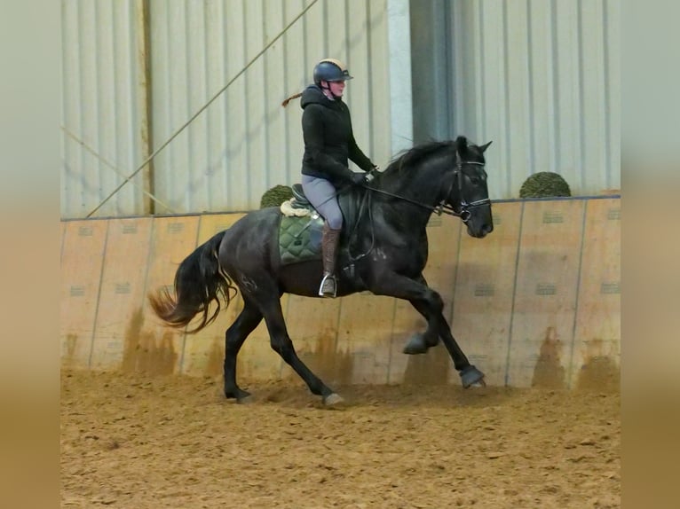 Andaluces Caballo castrado 4 años 150 cm Tordillo negro in Neustadt (Wied)