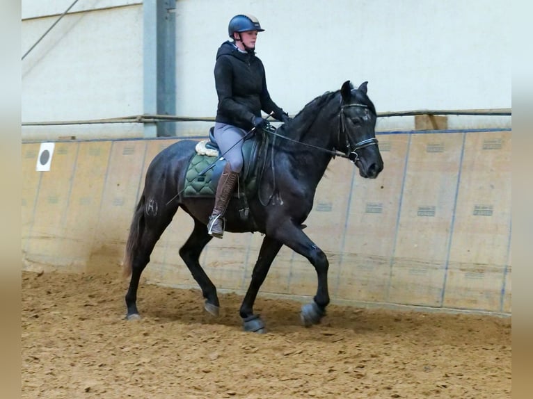 Andaluces Caballo castrado 4 años 150 cm Tordillo negro in Neustadt (Wied)