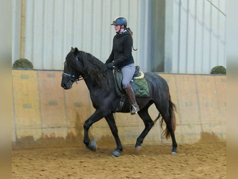 Andaluces Caballo castrado 4 años 150 cm Tordillo negro in Neustadt (Wied)