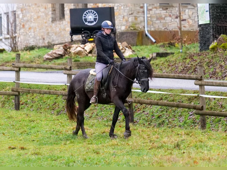 Andaluces Caballo castrado 4 años 150 cm Tordillo negro in Neustadt (Wied)