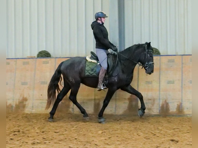 Andaluces Caballo castrado 4 años 150 cm Tordillo negro in Neustadt (Wied)