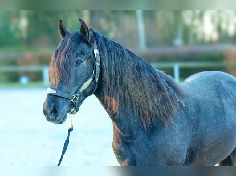 Andaluces Caballo castrado 4 años 150 cm Tordillo negro in Neustadt (Wied)