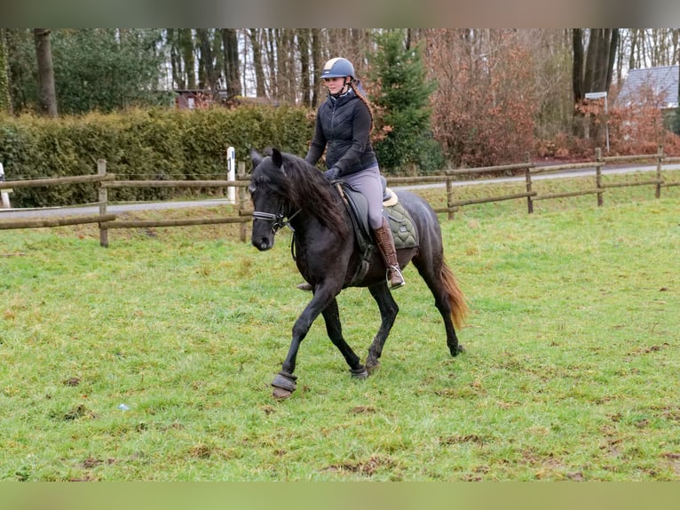 Andaluces Caballo castrado 4 años 150 cm Tordillo negro in Neustadt (Wied)