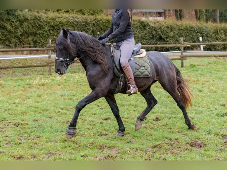 Andaluces Caballo castrado 4 años 150 cm Tordillo negro in Neustadt (Wied)