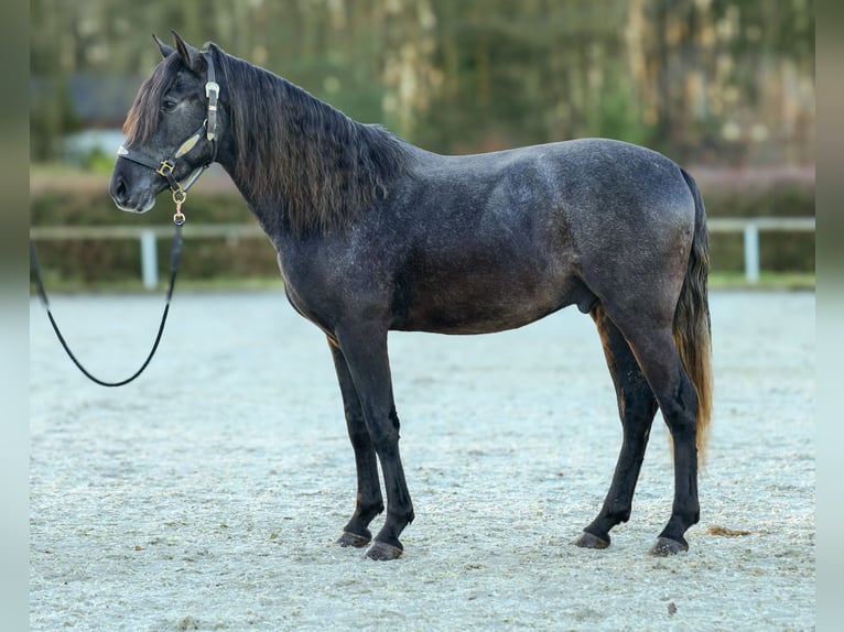 Andaluces Caballo castrado 4 años 150 cm Tordillo negro in Neustadt (Wied)