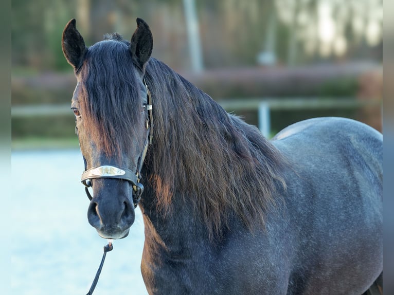 Andaluces Caballo castrado 4 años 150 cm Tordillo negro in Neustadt (Wied)