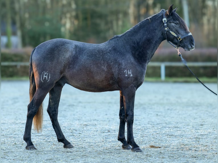 Andaluces Caballo castrado 4 años 150 cm Tordillo negro in Neustadt (Wied)