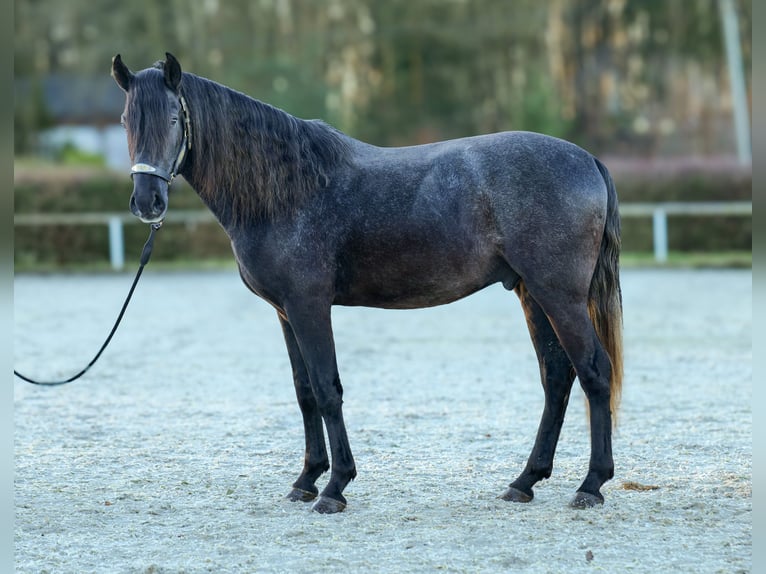 Andaluces Caballo castrado 4 años 150 cm Tordillo negro in Neustadt (Wied)