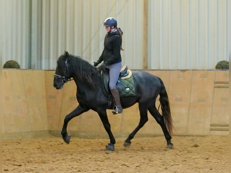 Andaluces Caballo castrado 4 años 150 cm Tordillo negro in Neustadt (Wied)