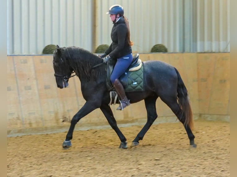 Andaluces Caballo castrado 4 años 150 cm Tordillo negro in Neustadt (Wied)