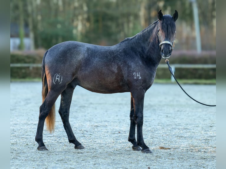 Andaluces Caballo castrado 4 años 150 cm Tordillo negro in Neustadt (Wied)