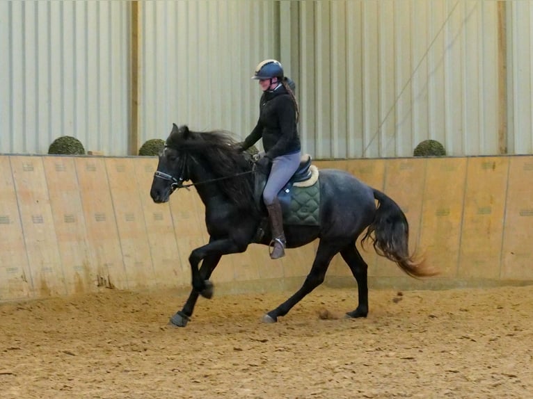 Andaluces Caballo castrado 4 años 150 cm Tordillo negro in Neustadt (Wied)