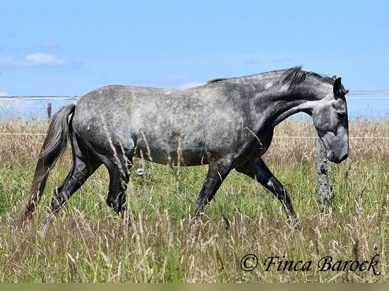 Andaluces Caballo castrado 4 años 150 cm Tordo in Wiebelsheim