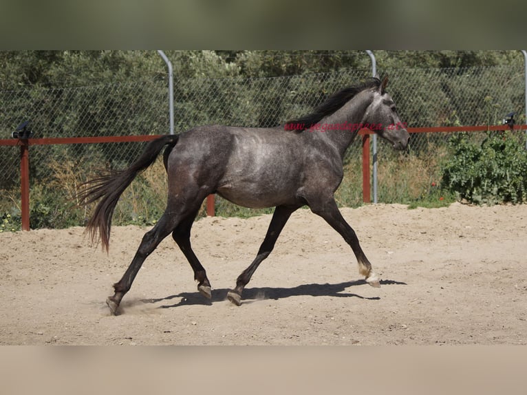 Andaluces Caballo castrado 4 años 150 cm Tordo in Pruna