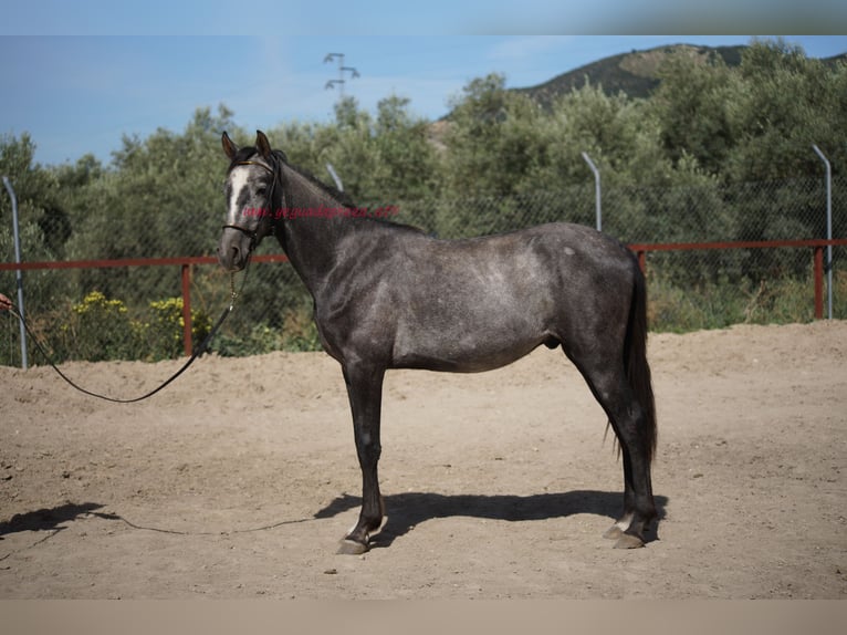 Andaluces Caballo castrado 4 años 150 cm Tordo in Pruna