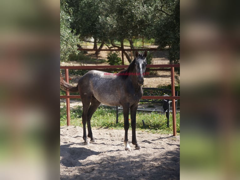 Andaluces Caballo castrado 4 años 150 cm Tordo in Pruna