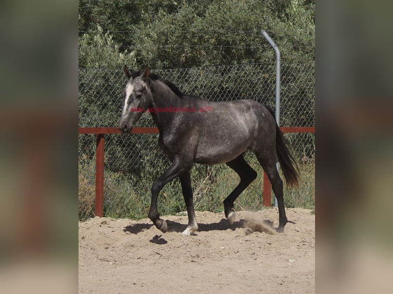 Andaluces Caballo castrado 4 años 150 cm Tordo in Pruna