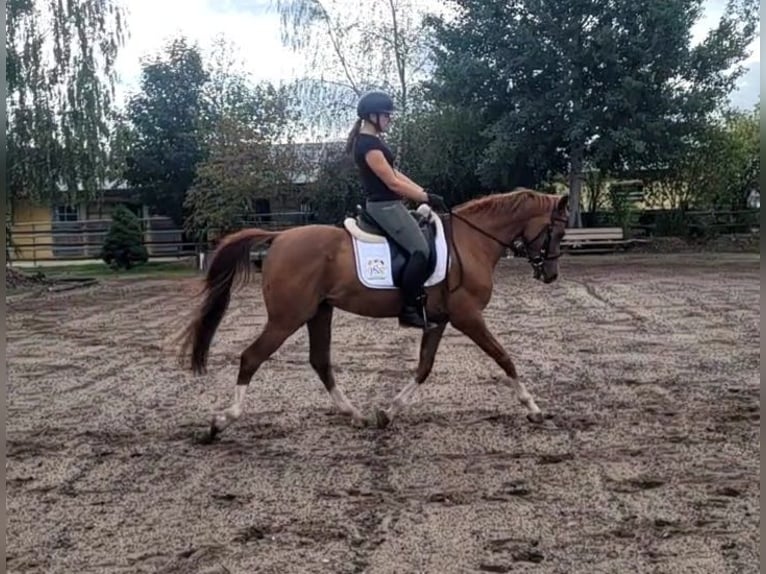 Andaluces Mestizo Caballo castrado 4 años 151 cm Alazán in Karlshuld