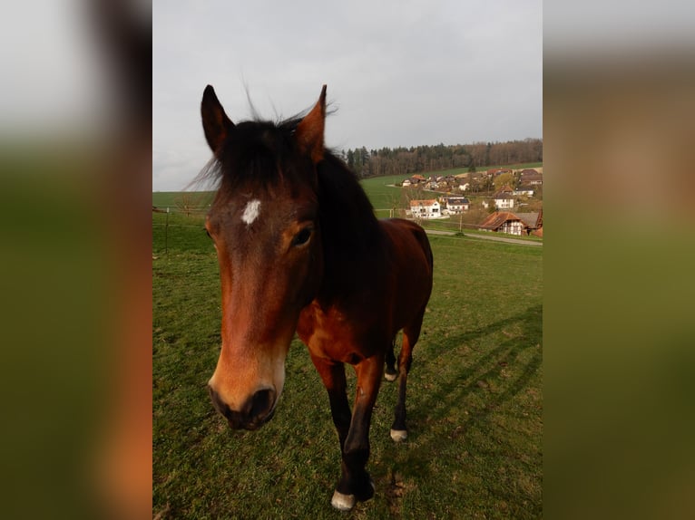 Andaluces Mestizo Caballo castrado 4 años 151 cm Castaño in Hettiswil b. Hindelbank