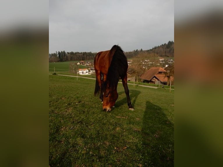 Andaluces Mestizo Caballo castrado 4 años 151 cm Castaño in Hettiswil b. Hindelbank