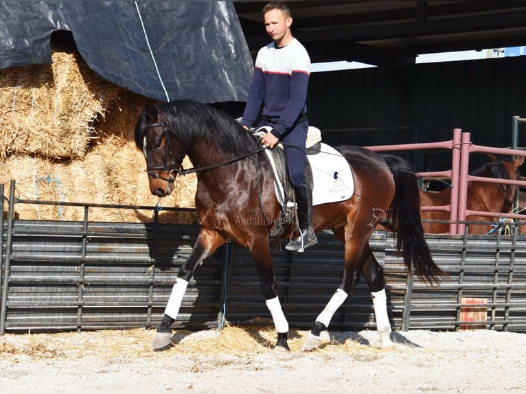 Andaluces Caballo castrado 4 años 151 cm Castaño oscuro in Provinz Granada