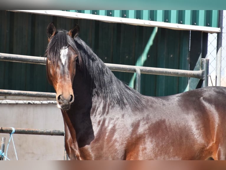 Andaluces Caballo castrado 4 años 151 cm Castaño oscuro in Provinz Granada