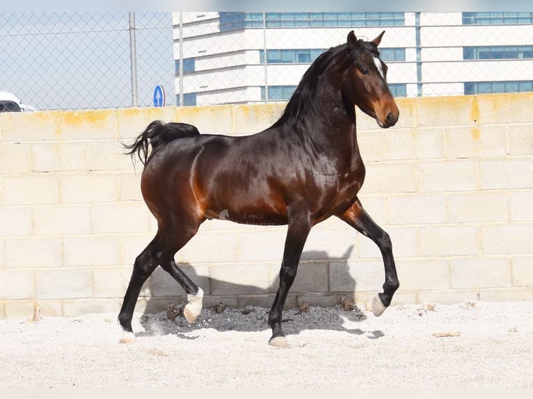 Andaluces Caballo castrado 4 años 151 cm Castaño oscuro in Provinz Granada