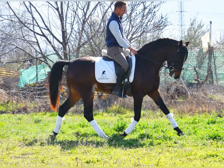 Andaluces Caballo castrado 4 años 151 cm Castaño oscuro in Provinz Granada