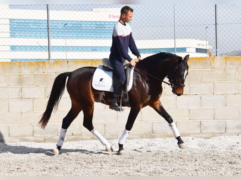 Andaluces Caballo castrado 4 años 151 cm Castaño oscuro in Provinz Granada