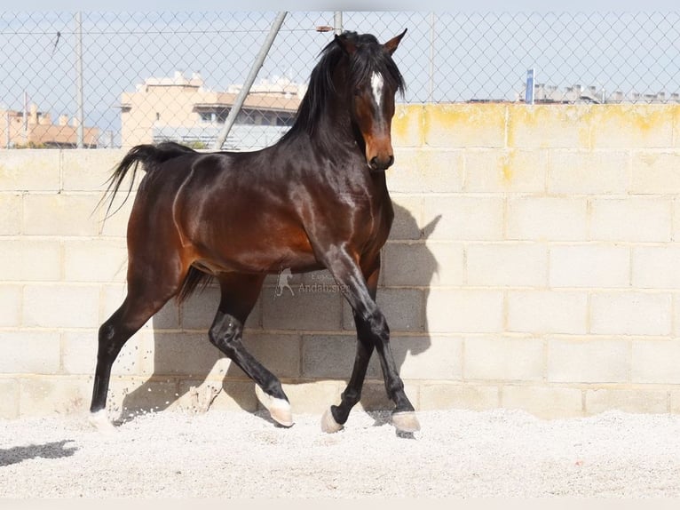 Andaluces Caballo castrado 4 años 151 cm Castaño oscuro in Provinz Granada