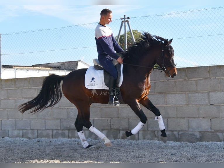 Andaluces Caballo castrado 4 años 151 cm Castaño oscuro in Provinz Granada