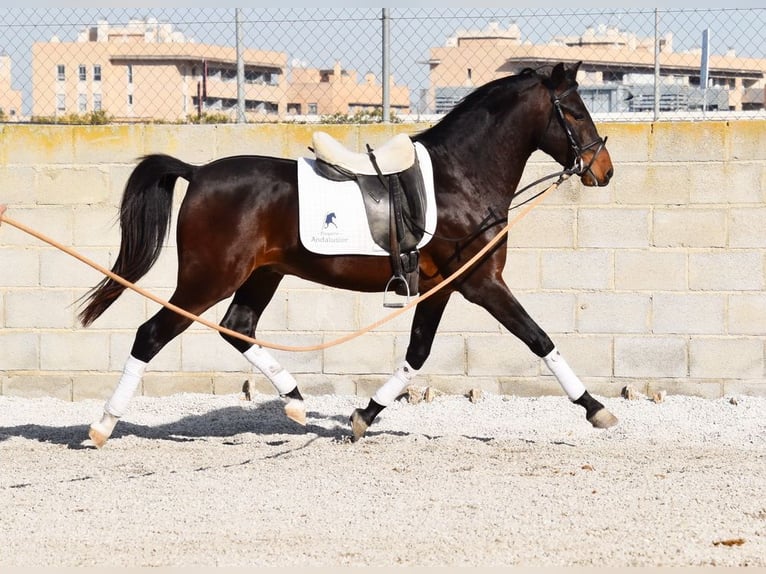 Andaluces Caballo castrado 4 años 151 cm Castaño oscuro in Provinz Granada