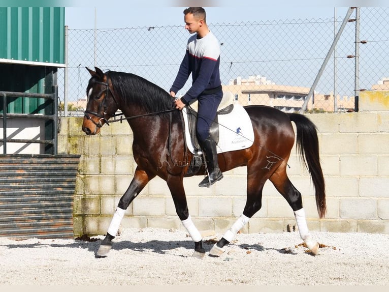 Andaluces Caballo castrado 4 años 151 cm Castaño oscuro in Provinz Granada