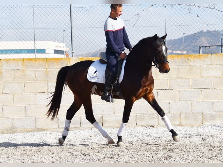 Andaluces Caballo castrado 4 años 151 cm Castaño oscuro in Provinz Granada