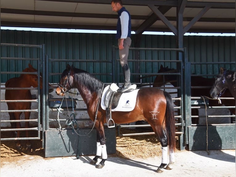 Andaluces Caballo castrado 4 años 151 cm Castaño oscuro in Provinz Granada