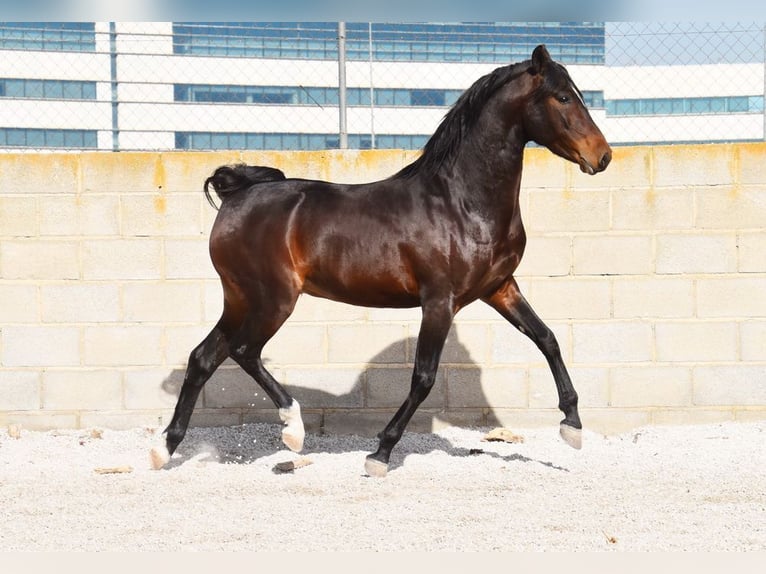 Andaluces Caballo castrado 4 años 151 cm Castaño oscuro in Provinz Granada