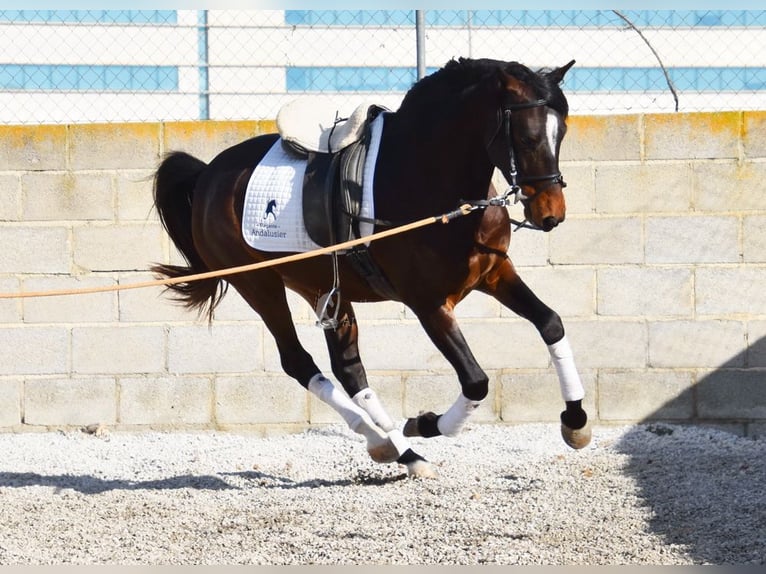 Andaluces Caballo castrado 4 años 151 cm Castaño oscuro in Provinz Granada