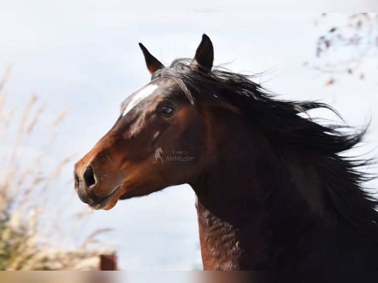 Andaluces Caballo castrado 4 años 151 cm Castaño oscuro in Provinz Granada