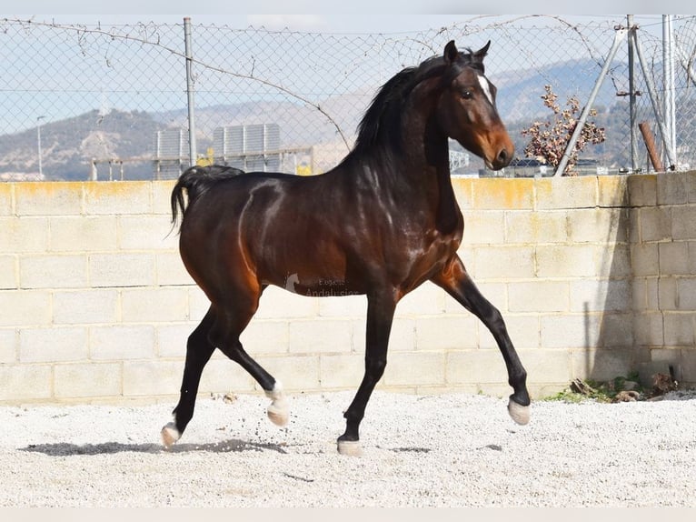 Andaluces Caballo castrado 4 años 151 cm Castaño oscuro in Provinz Granada