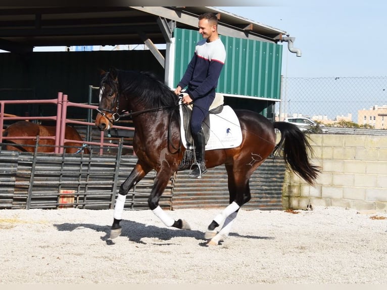 Andaluces Caballo castrado 4 años 151 cm Castaño oscuro in Provinz Granada