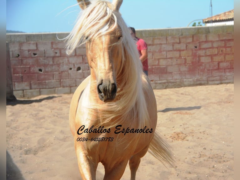 Andaluces Caballo castrado 4 años 151 cm Palomino in Vejer de la Frontera