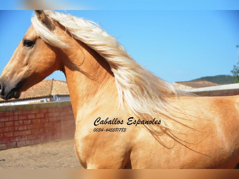 Andaluces Caballo castrado 4 años 151 cm Palomino in Vejer de la Frontera