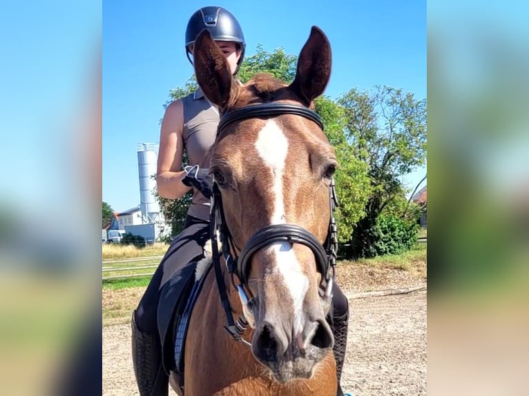 Andaluces Mestizo Caballo castrado 4 años 153 cm Alazán in Karlshuld